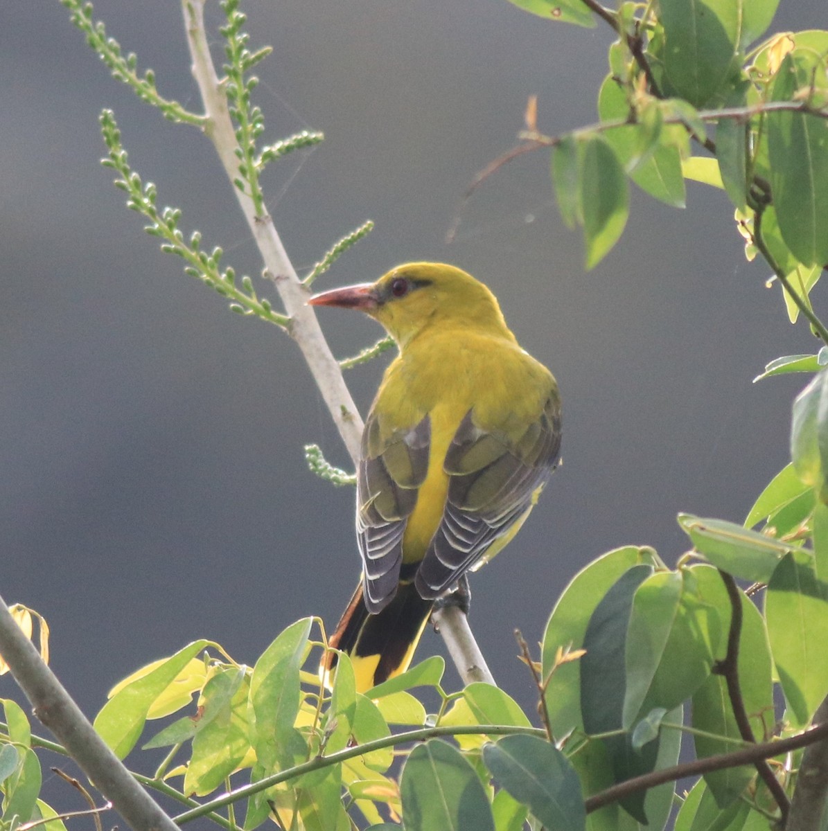 Indian Golden Oriole - ML620096625