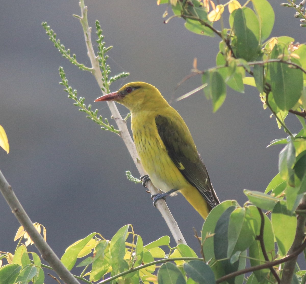Indian Golden Oriole - ML620096626