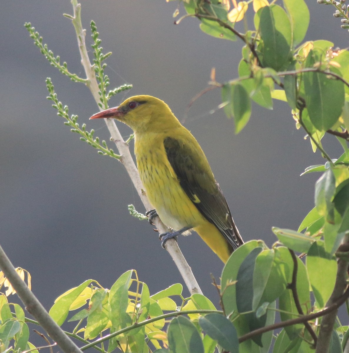 Indian Golden Oriole - ML620096627
