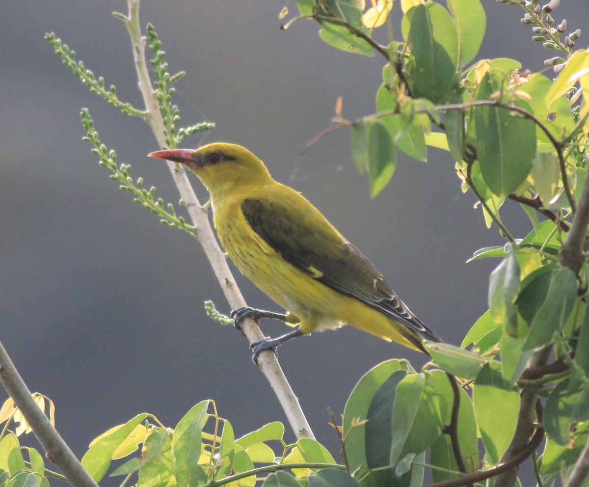 Indian Golden Oriole - ML620096628