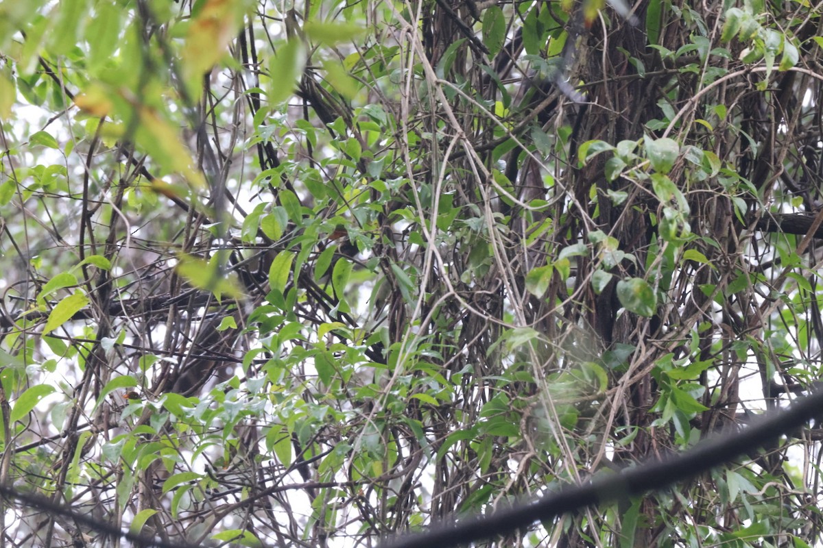 Large-billed Scrubwren - ML620096629