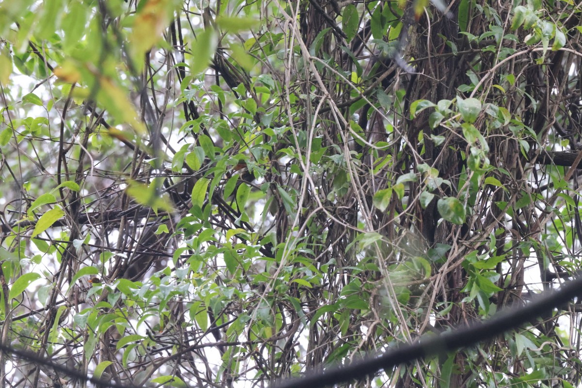 Large-billed Scrubwren - ML620096631