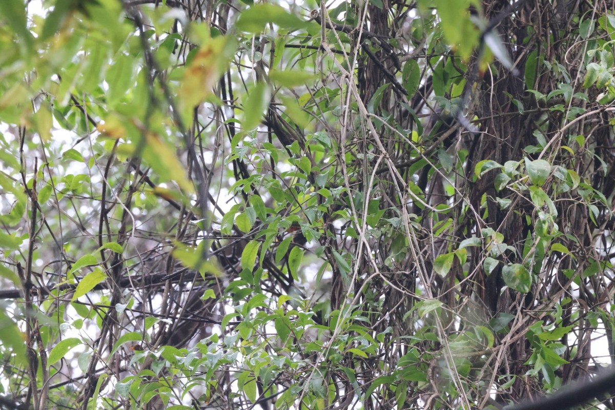 Large-billed Scrubwren - ML620096633