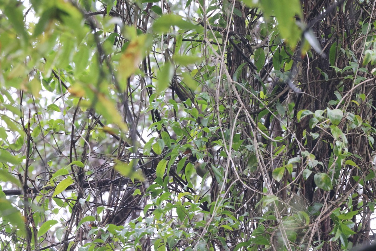 Large-billed Scrubwren - ML620096634