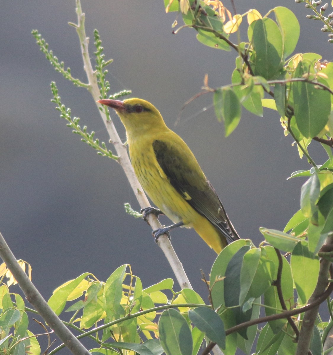 Indian Golden Oriole - ML620096636