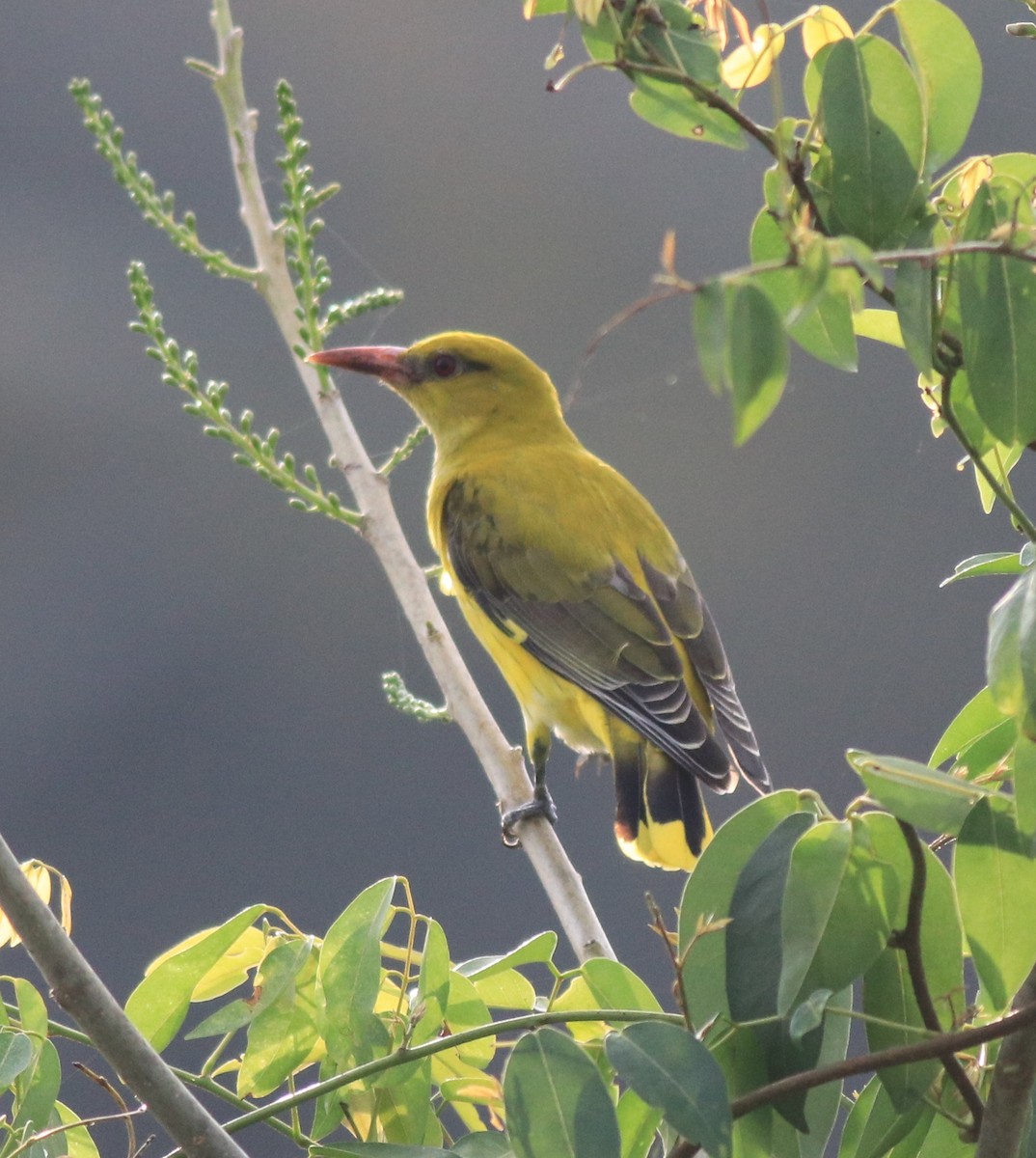 Indian Golden Oriole - ML620096637