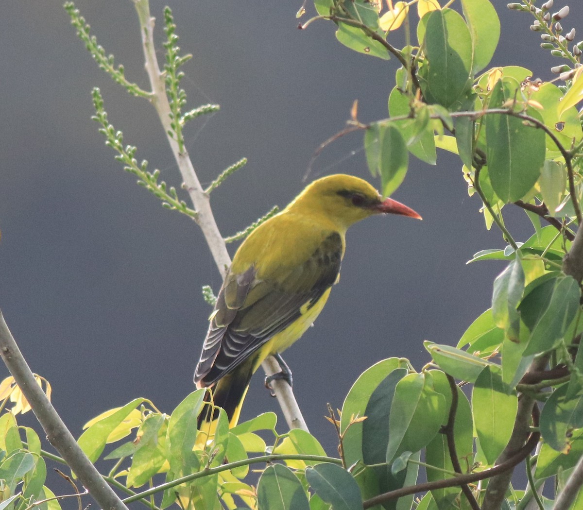 Indian Golden Oriole - ML620096638
