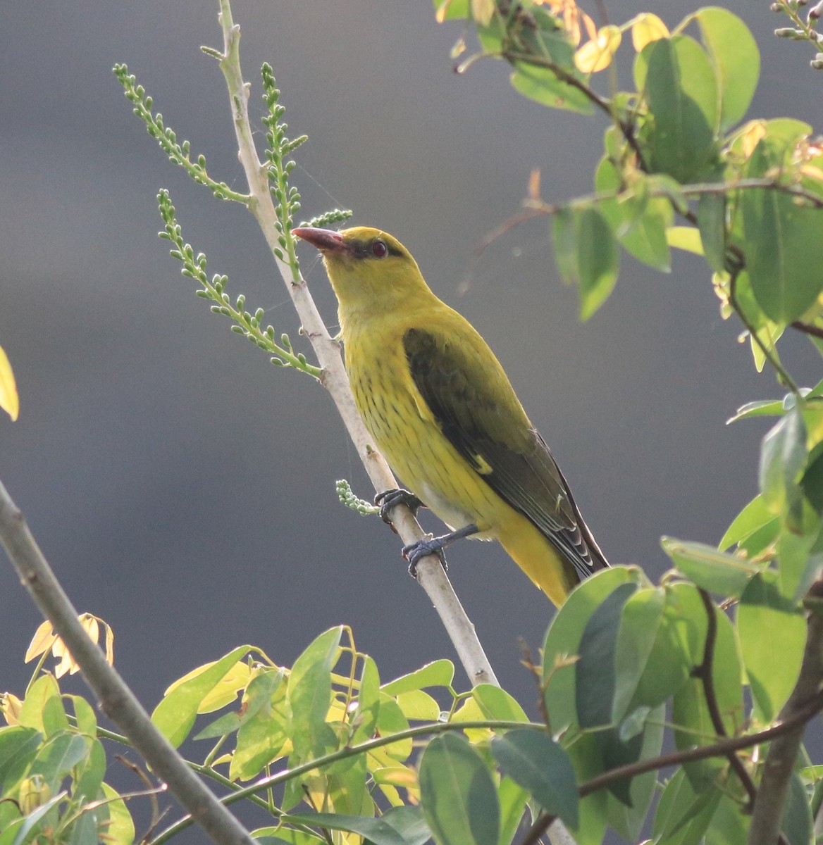 Indian Golden Oriole - ML620096639