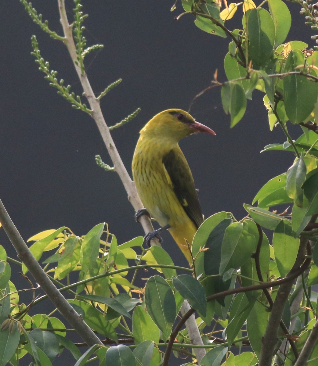 Indian Golden Oriole - ML620096640