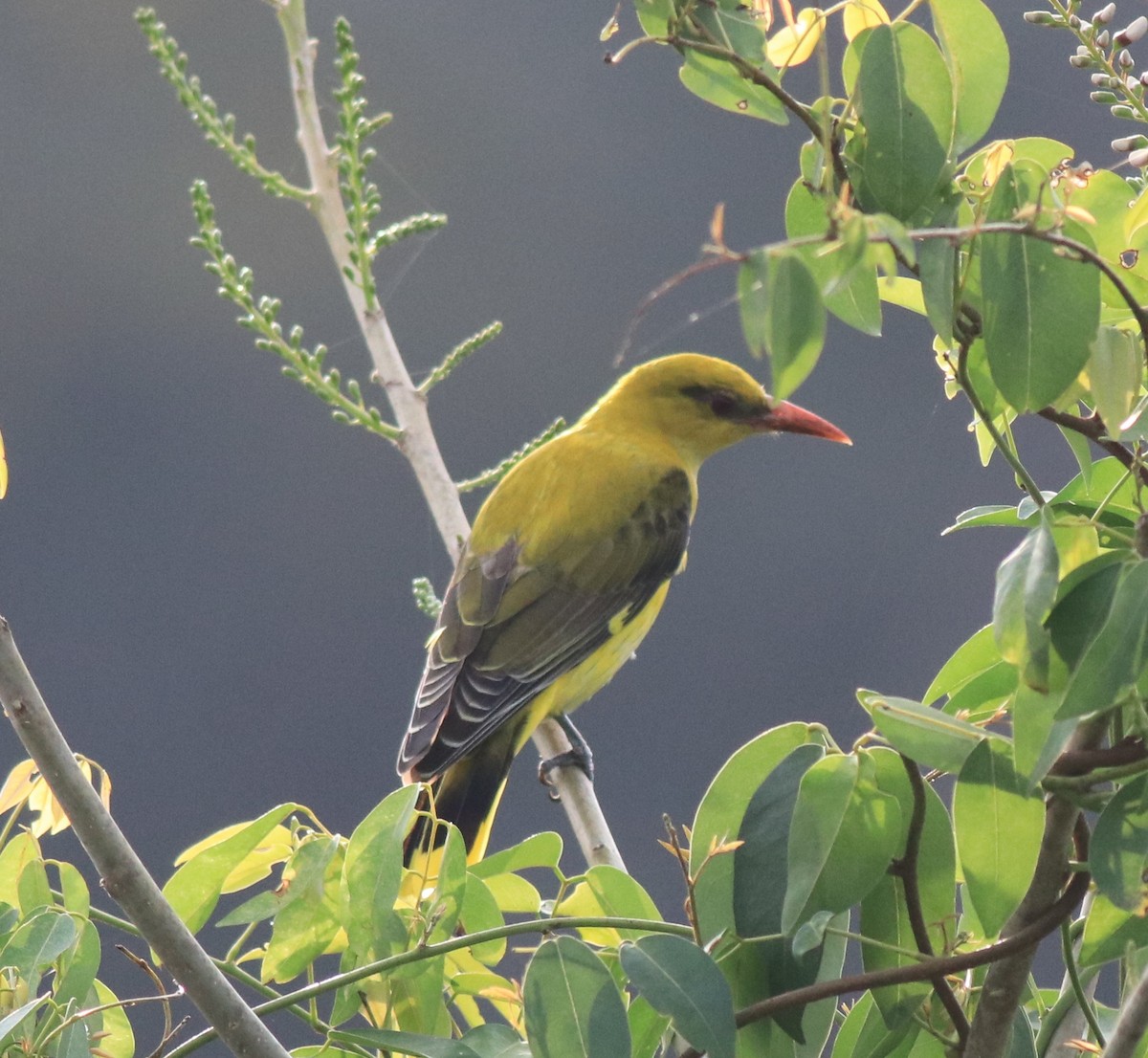 Indian Golden Oriole - ML620096641