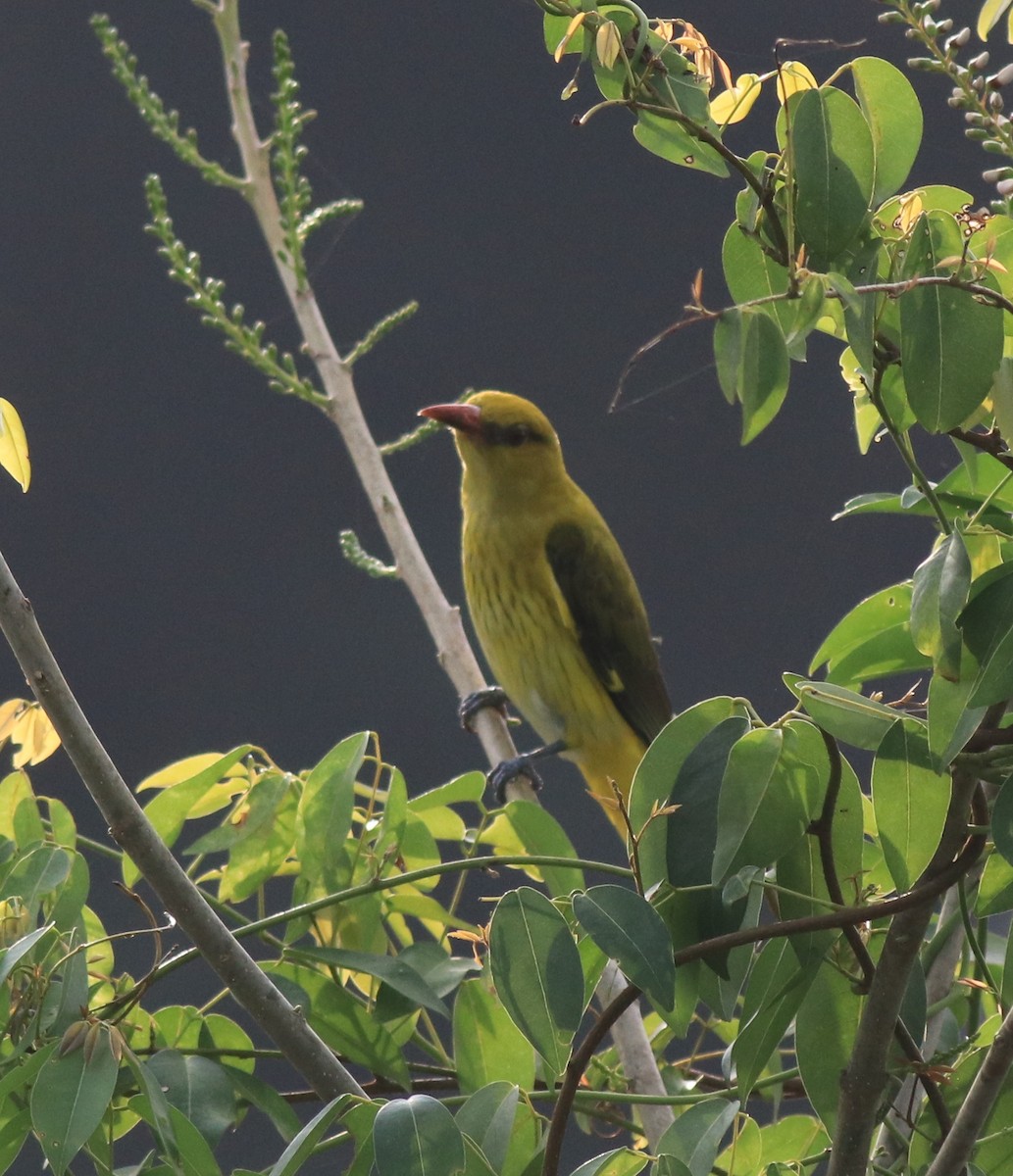 Indian Golden Oriole - ML620096642