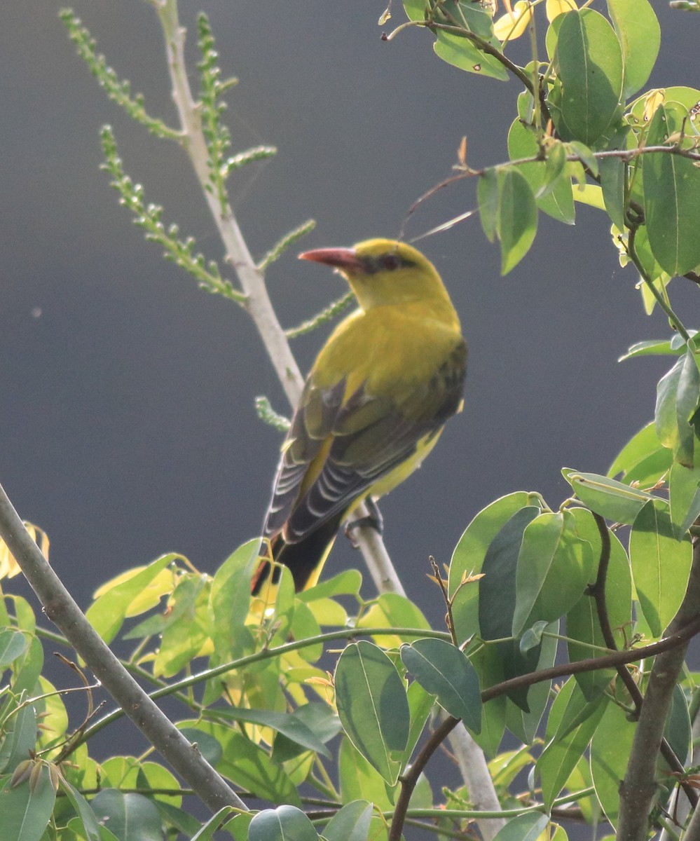 Indian Golden Oriole - ML620096643