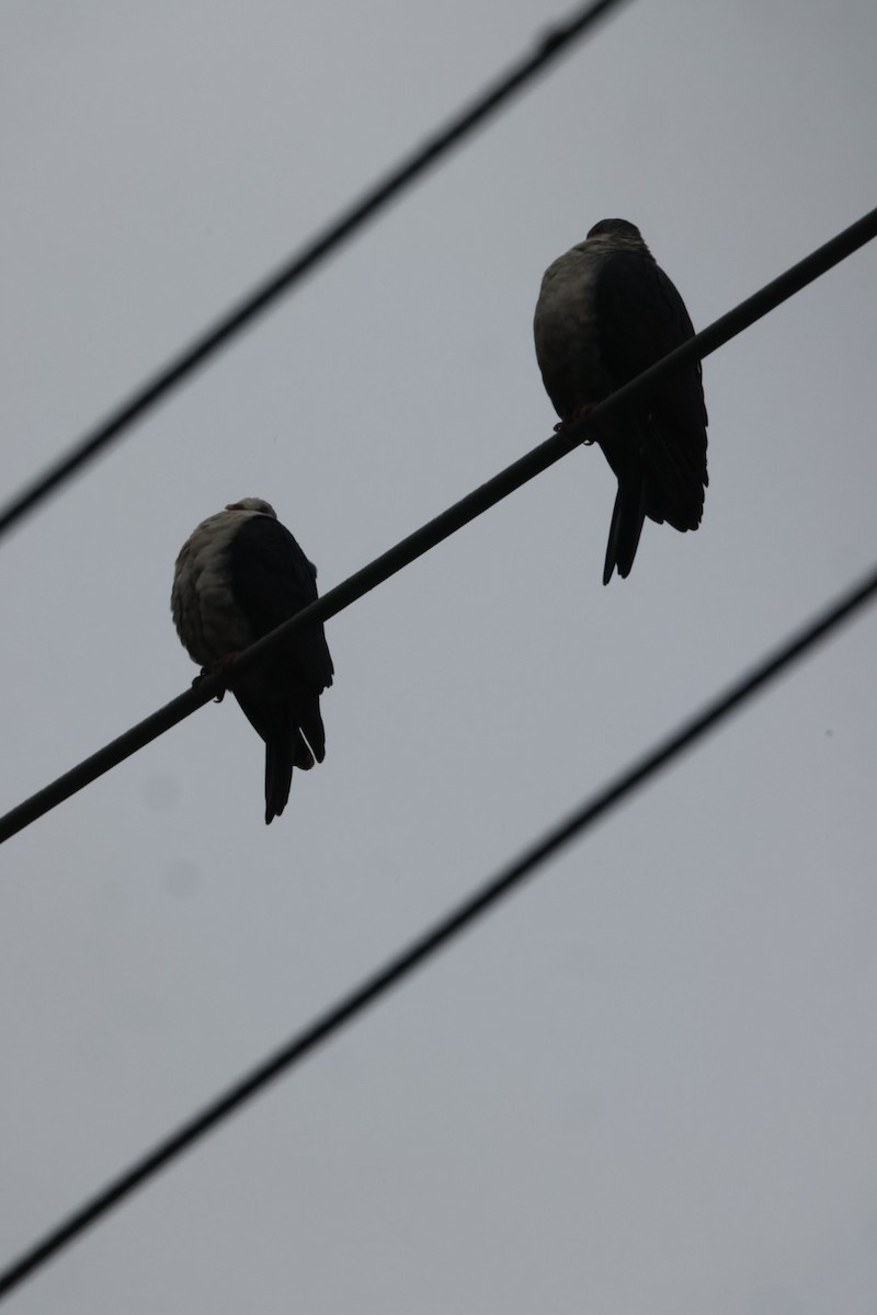 holub běloprsý - ML620096648
