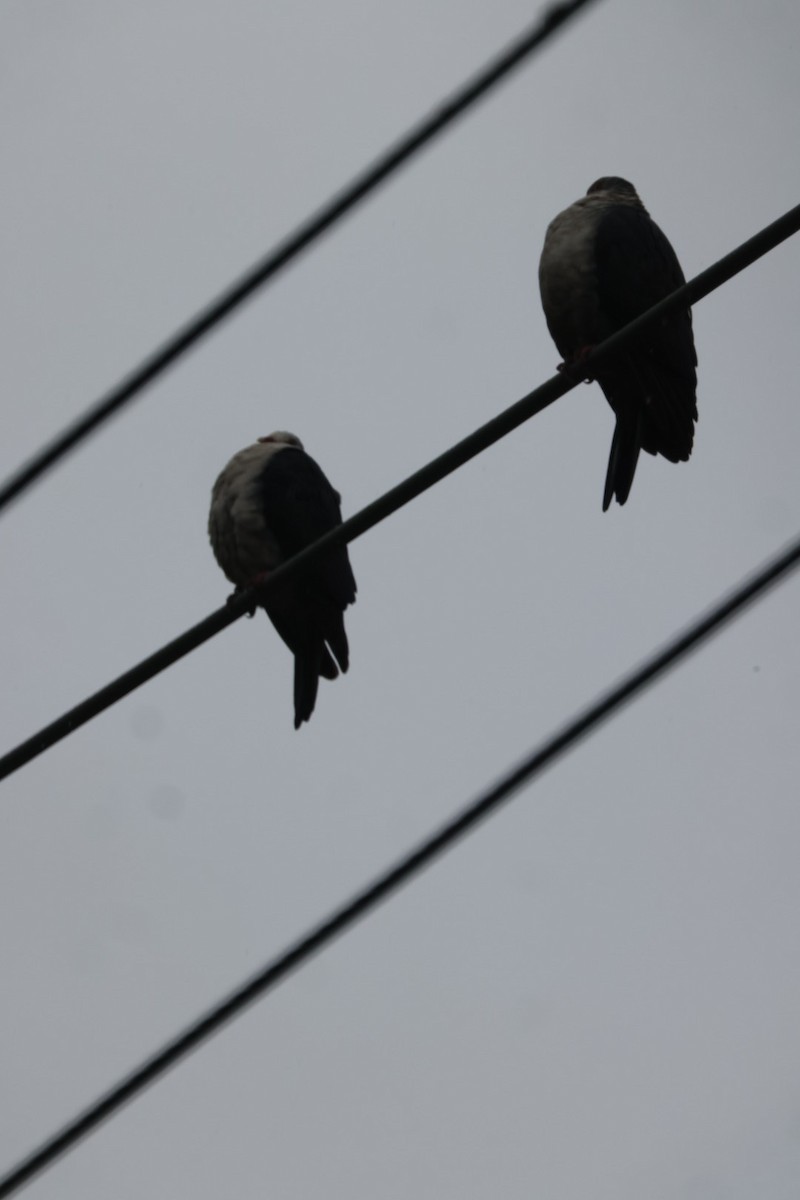 holub běloprsý - ML620096649