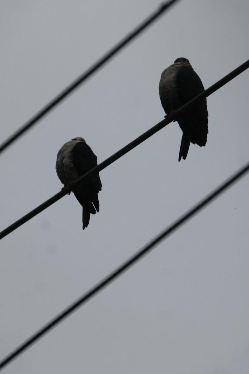 holub běloprsý - ML620096650