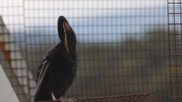 anhinga australská - ML620096665