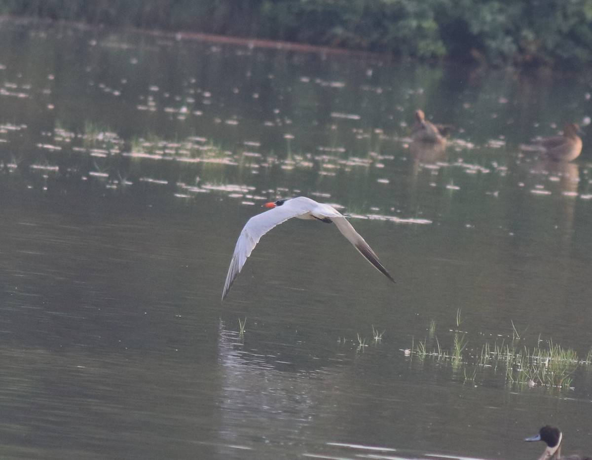 Caspian Tern - Afsar Nayakkan