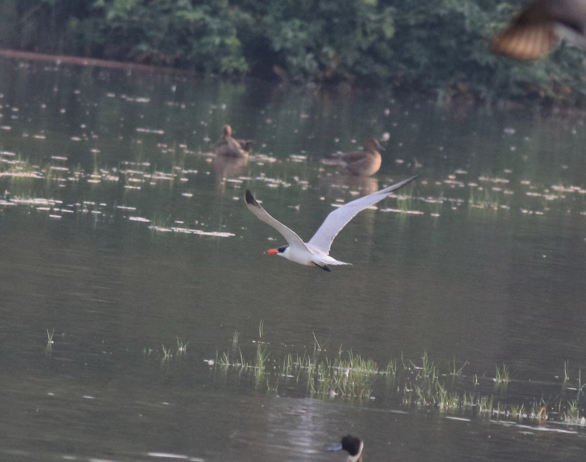 Caspian Tern - ML620096683