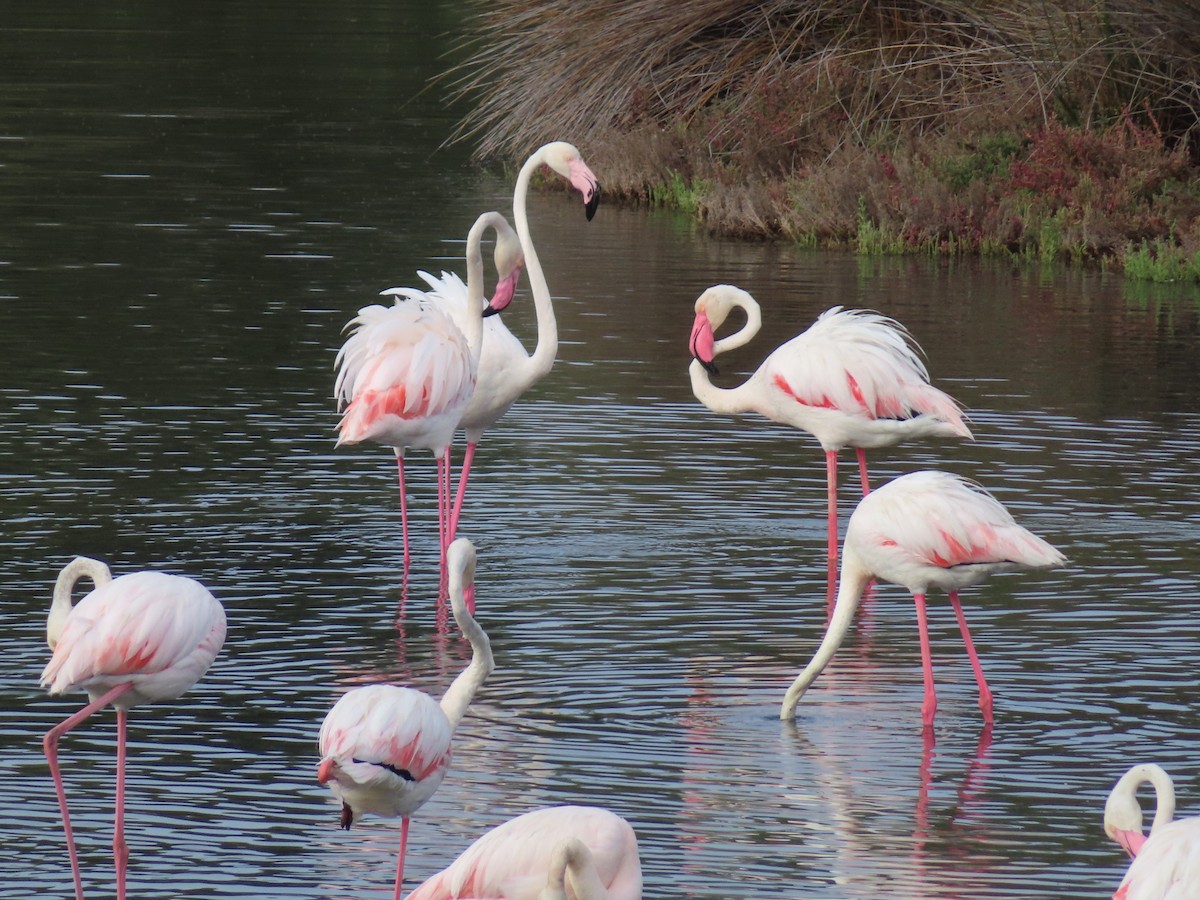 Greater Flamingo - ML620096685