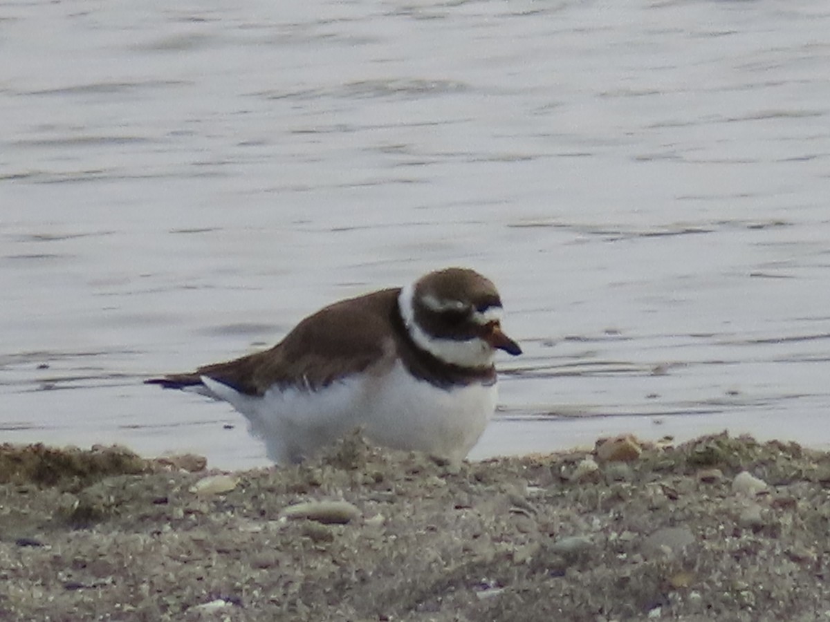 Common Ringed Plover - ML620096701