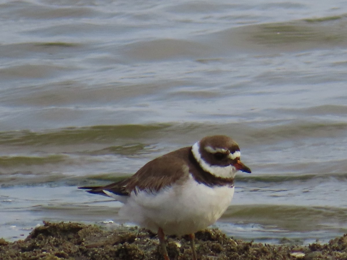 Common Ringed Plover - ML620096702