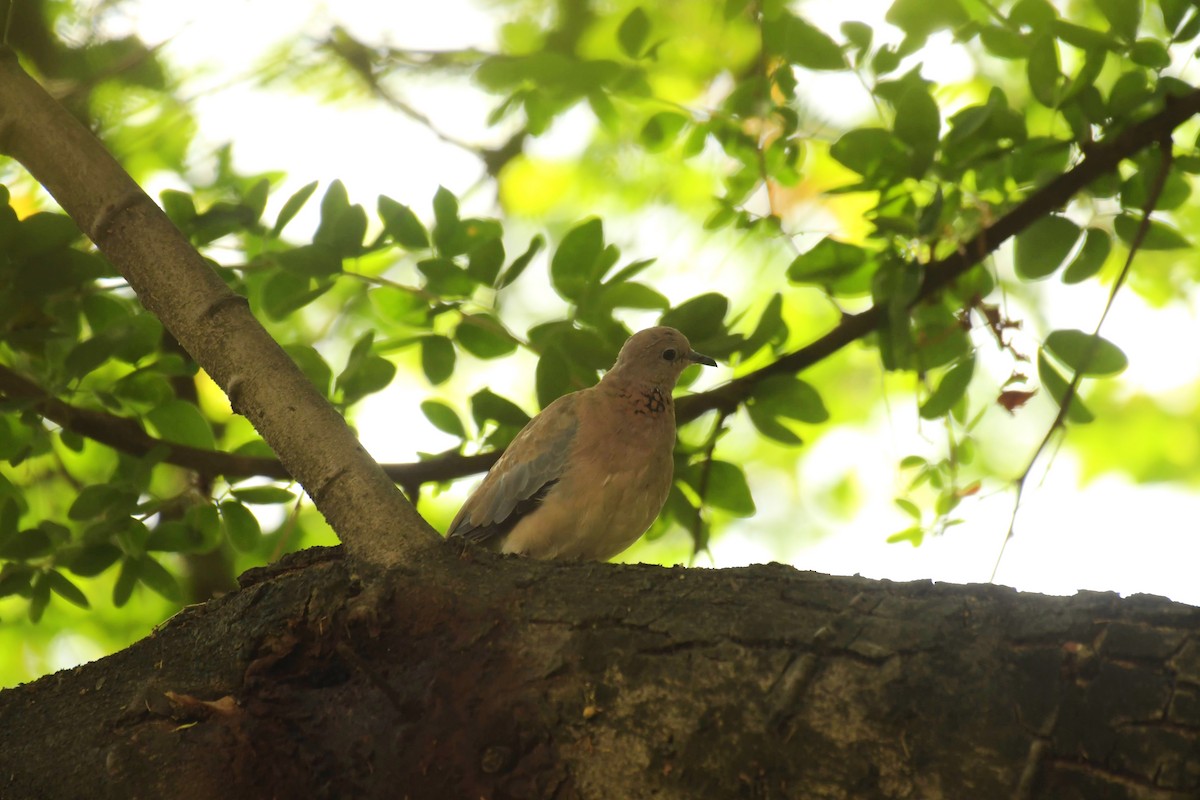Laughing Dove - ML620096703