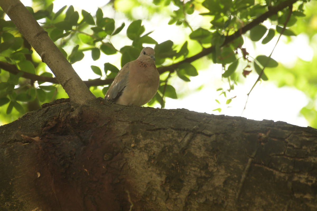 Laughing Dove - ML620096704
