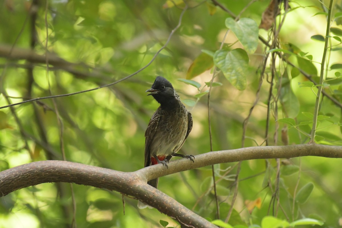 Red-vented Bulbul - ML620096716