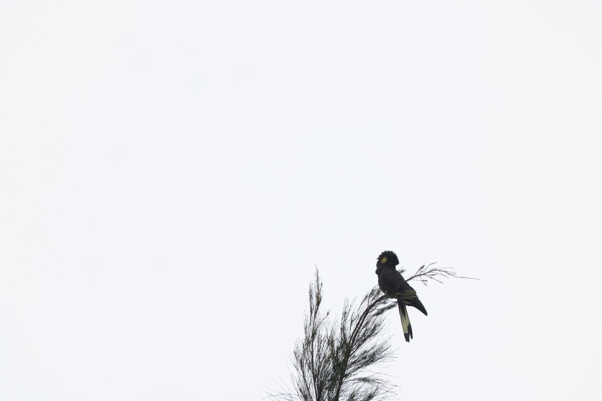 kakadu černý - ML620096735