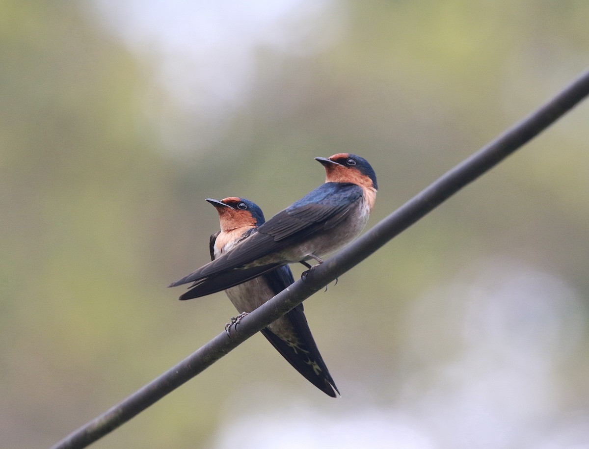 Pacific Swallow (Pacific) - ML620096753