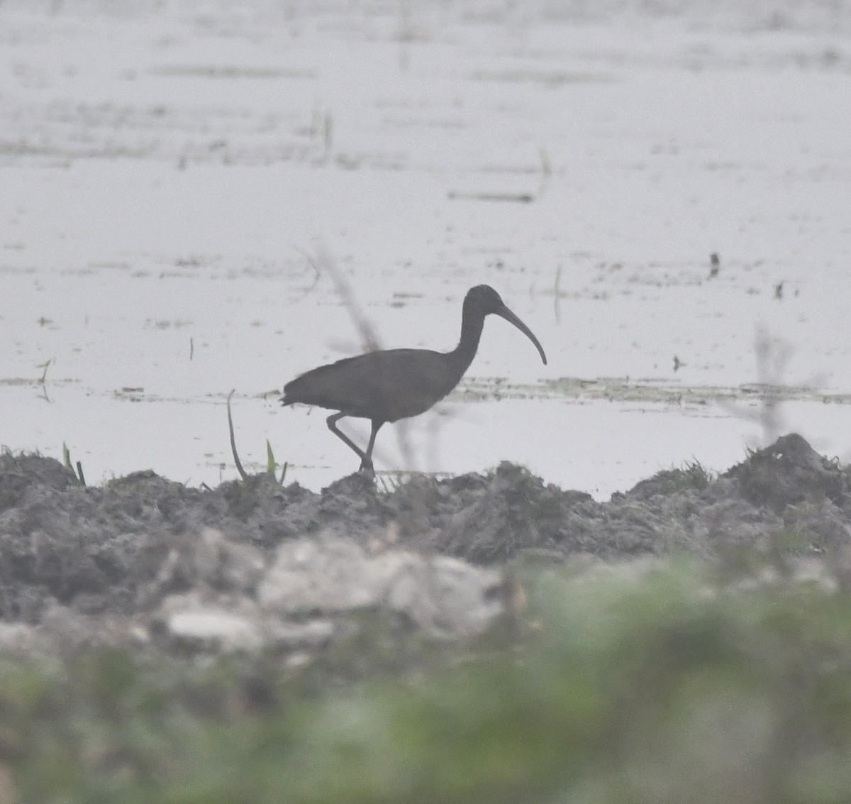 ibis hnědý - ML620096759