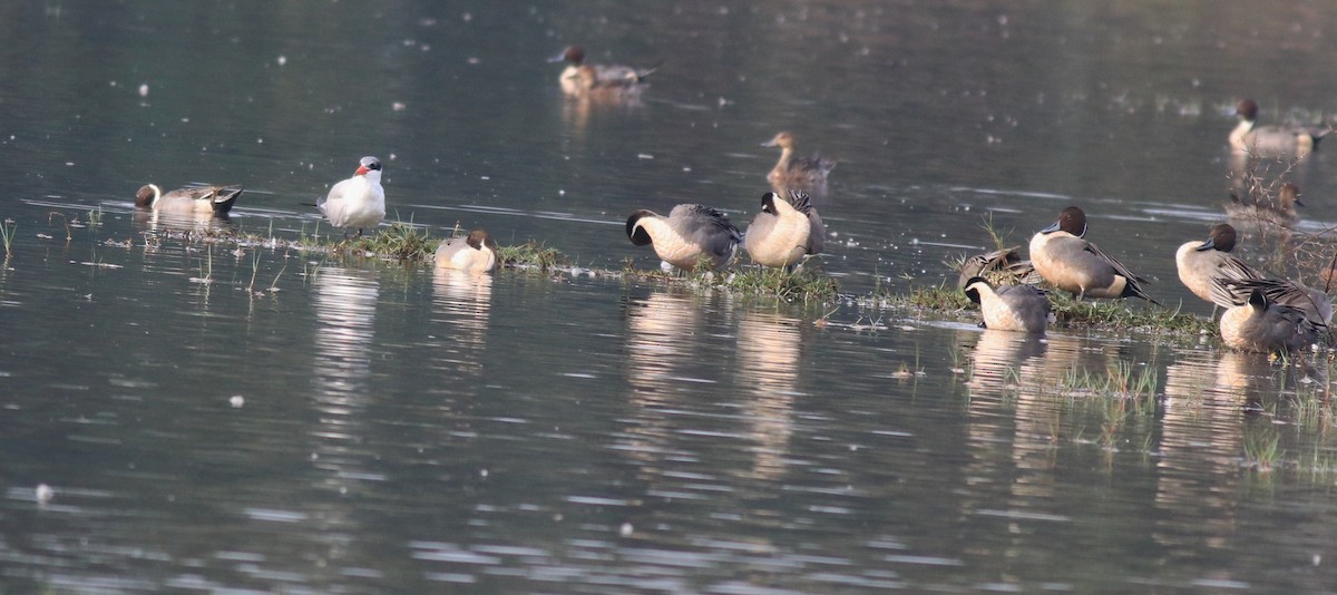 Caspian Tern - Afsar Nayakkan