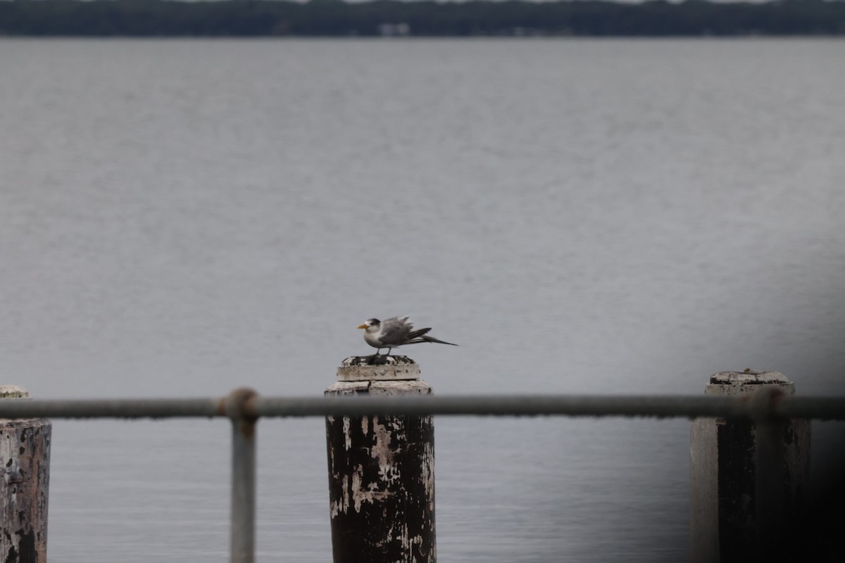 Great Crested Tern - ML620096772