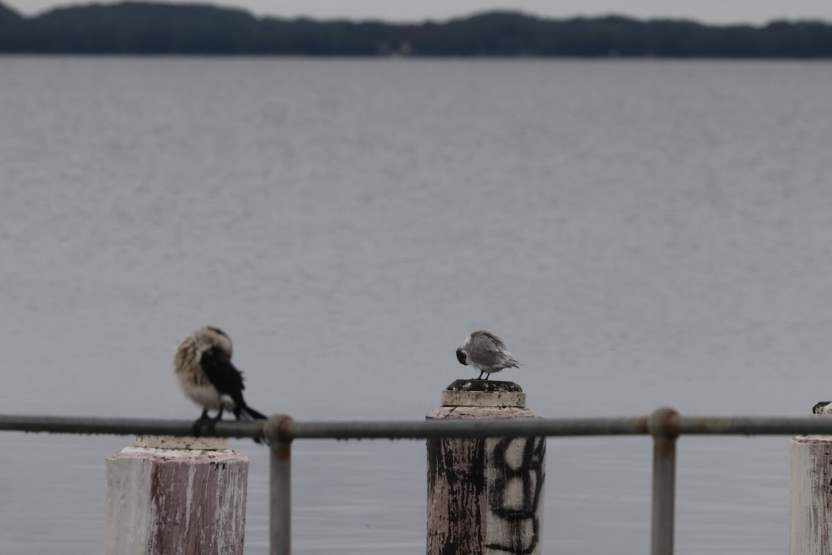 Great Crested Tern - ML620096773