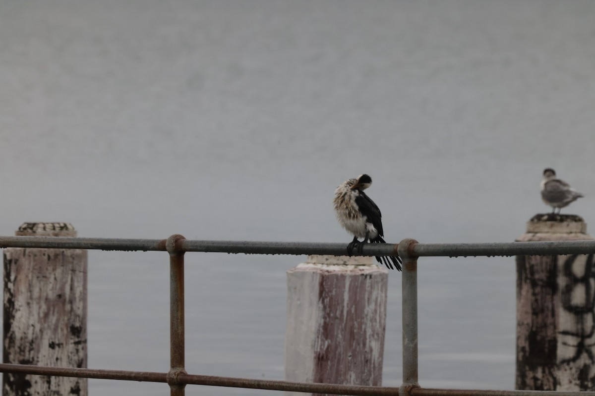 Little Pied Cormorant - ML620096775