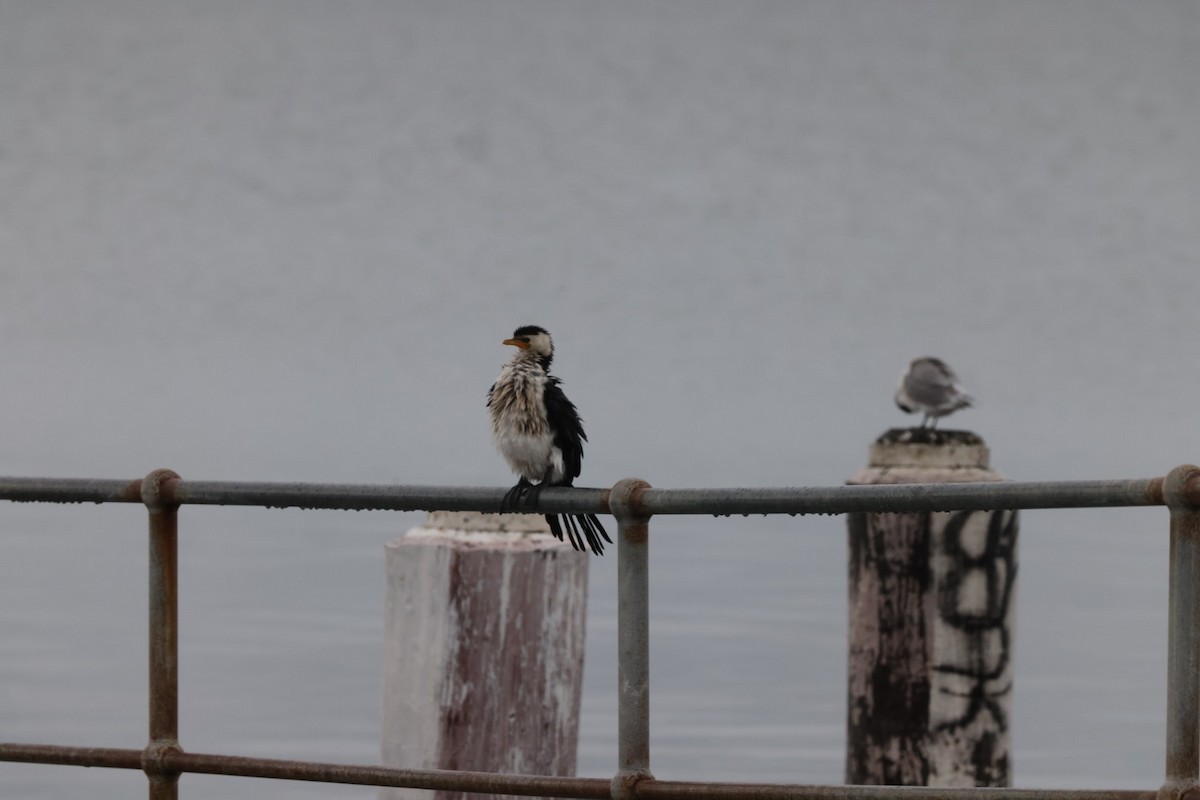 Little Pied Cormorant - ML620096776