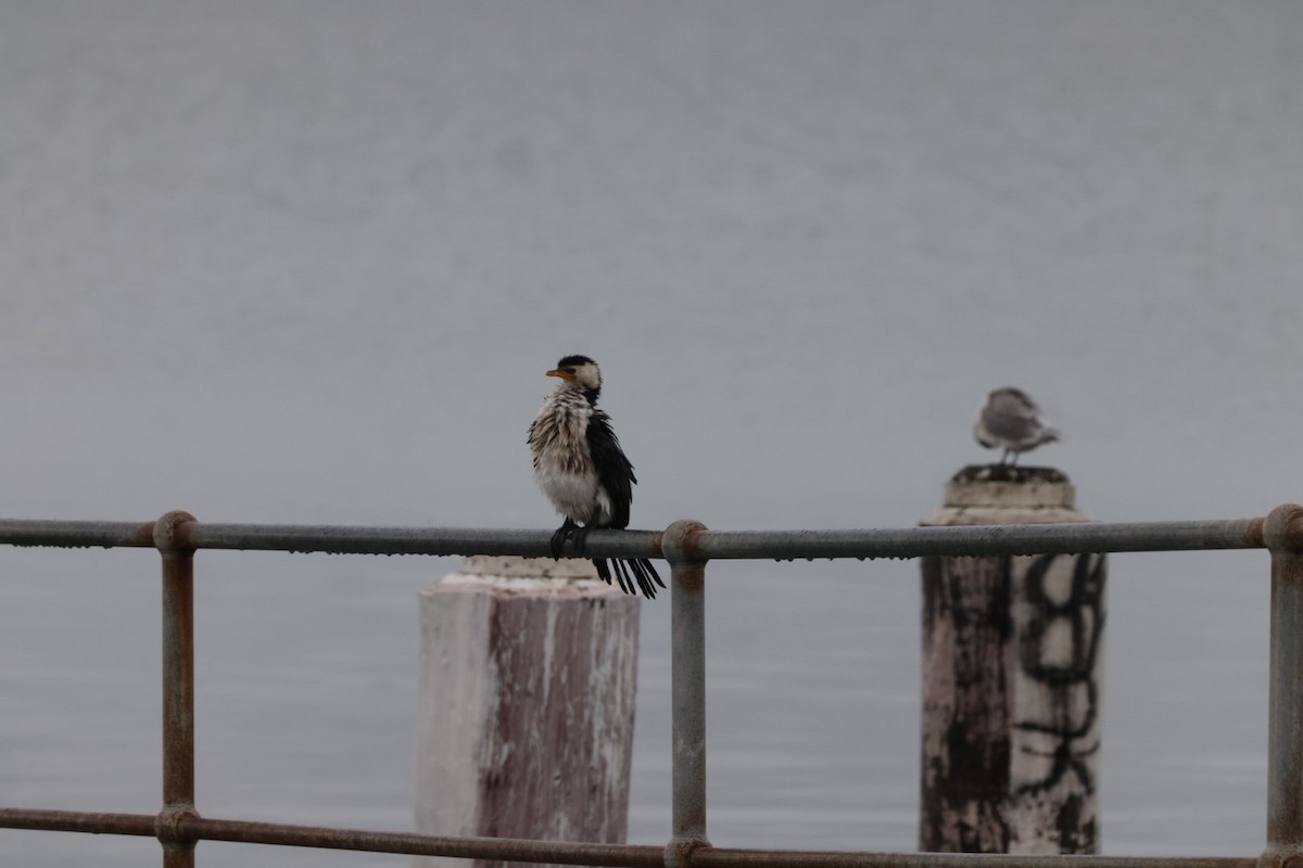 Little Pied Cormorant - ML620096777