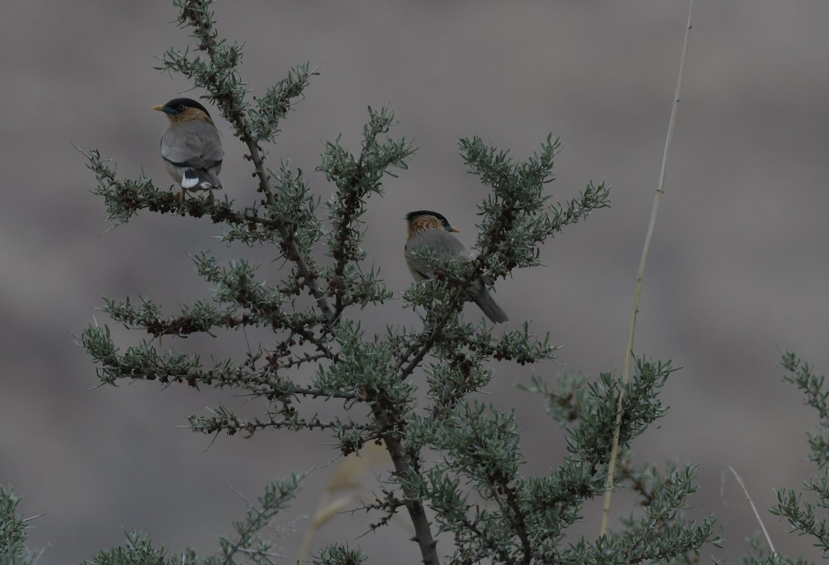 Brahminy Starling - ML620096781