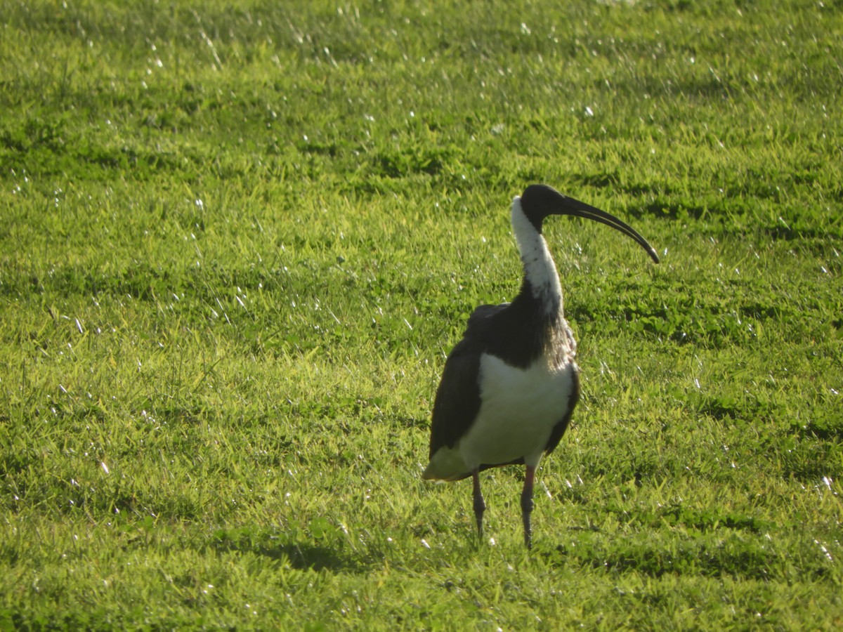 ibis slámokrký - ML620096789