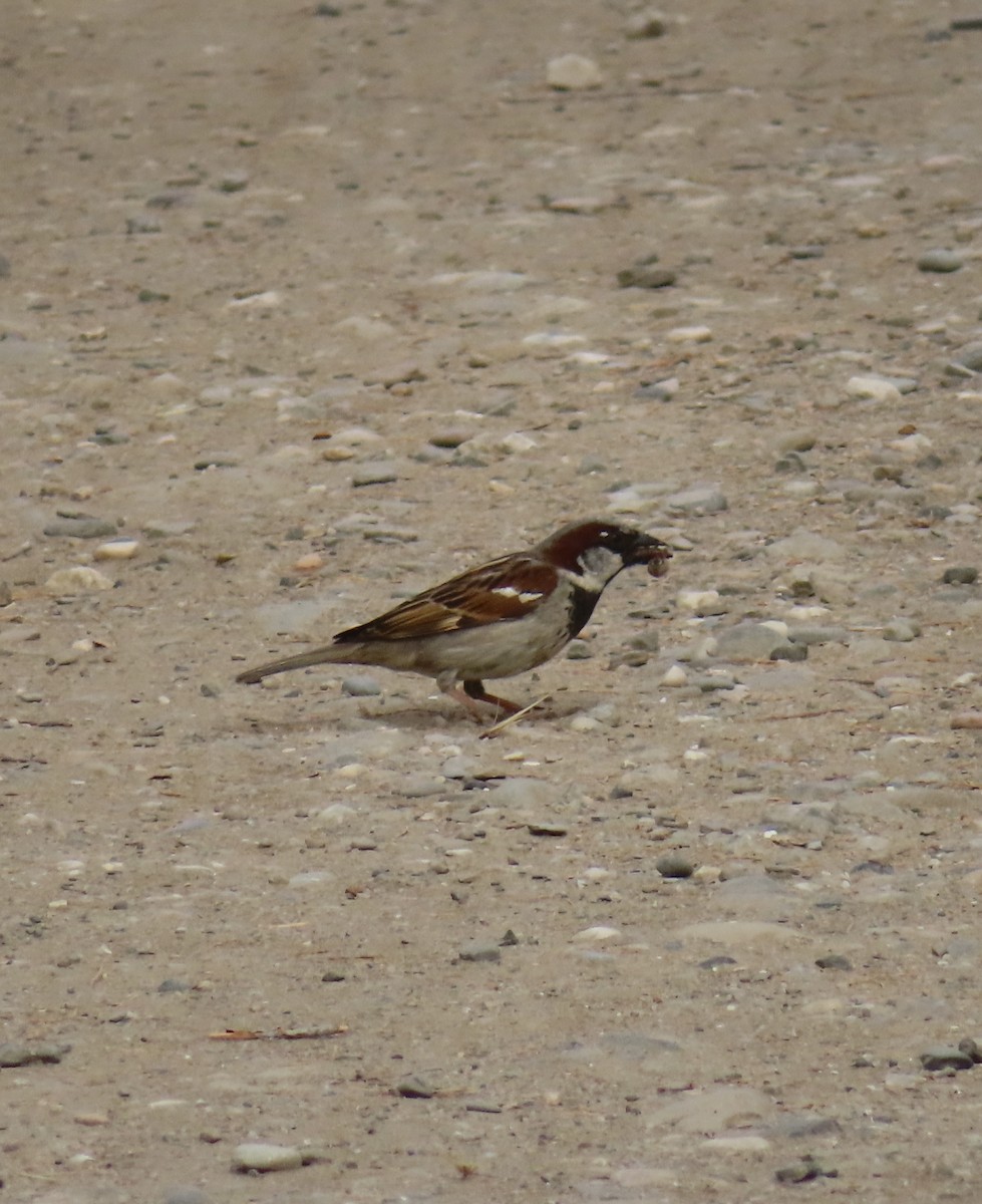 House Sparrow - ML620096797