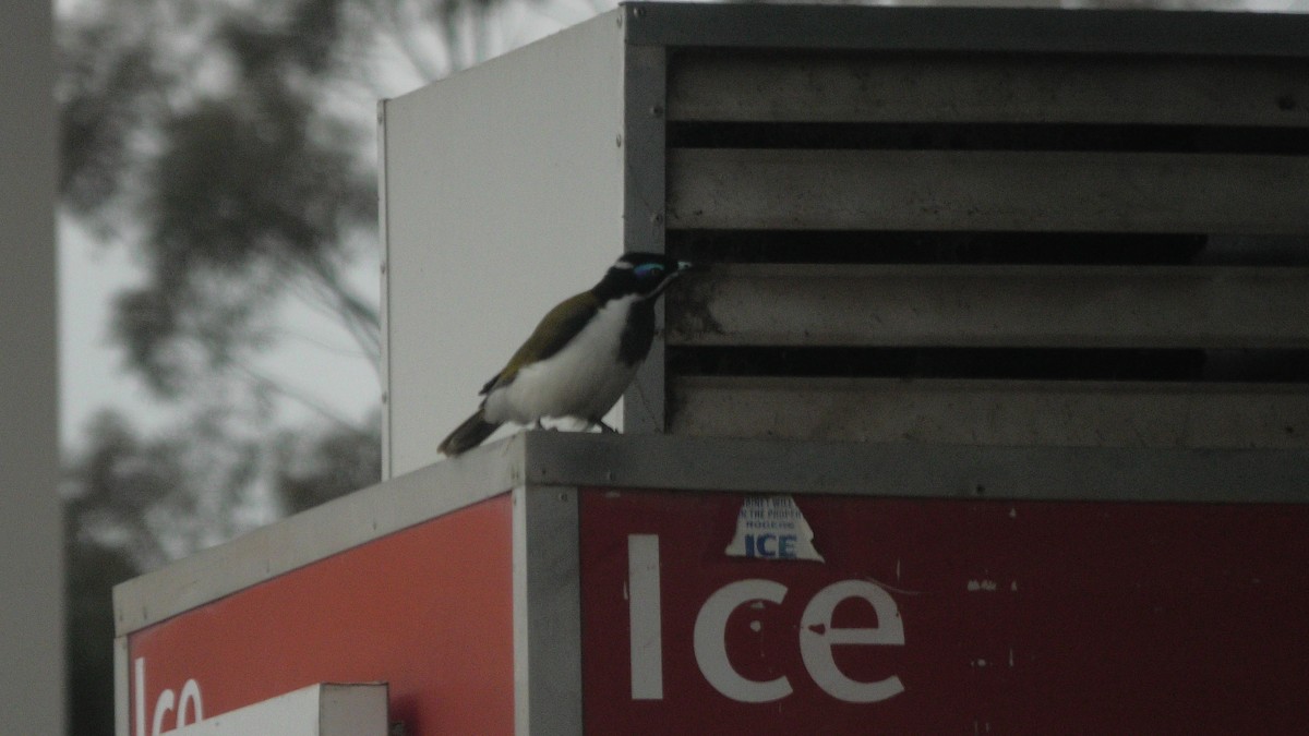 Blue-faced Honeyeater - Anonymous