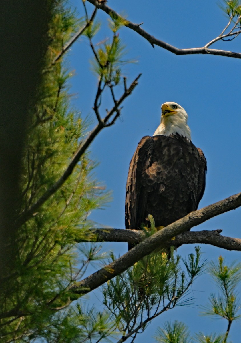 Bald Eagle - ML620096826