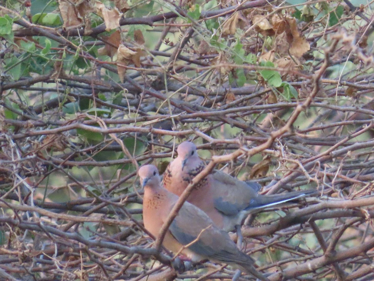 Laughing Dove - ML620096831