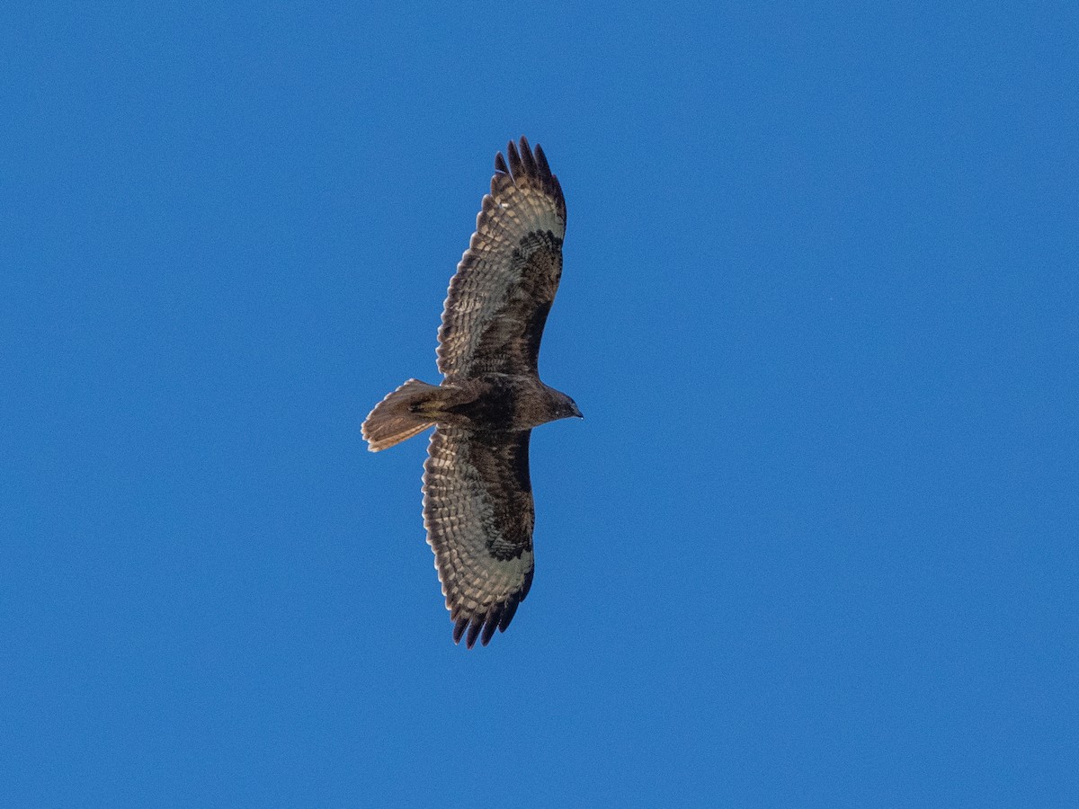 Red-tailed Hawk - ML620096836