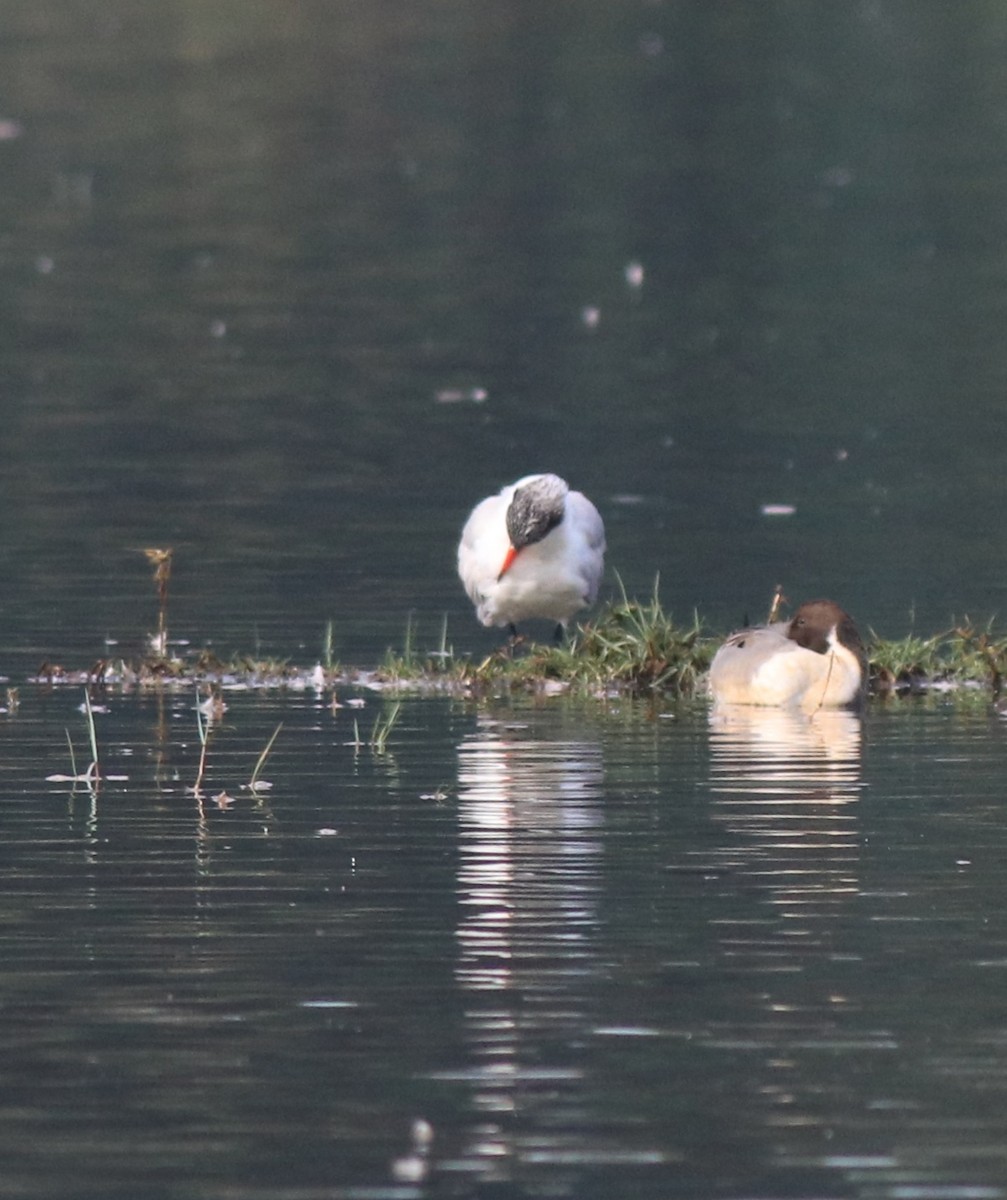 Caspian Tern - ML620096844