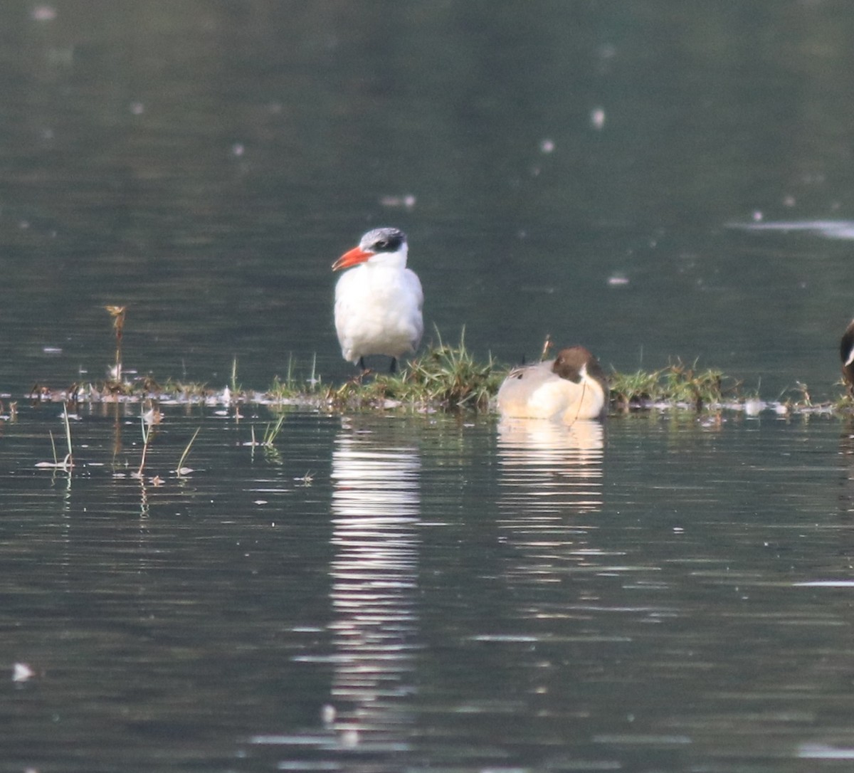 Caspian Tern - ML620096845