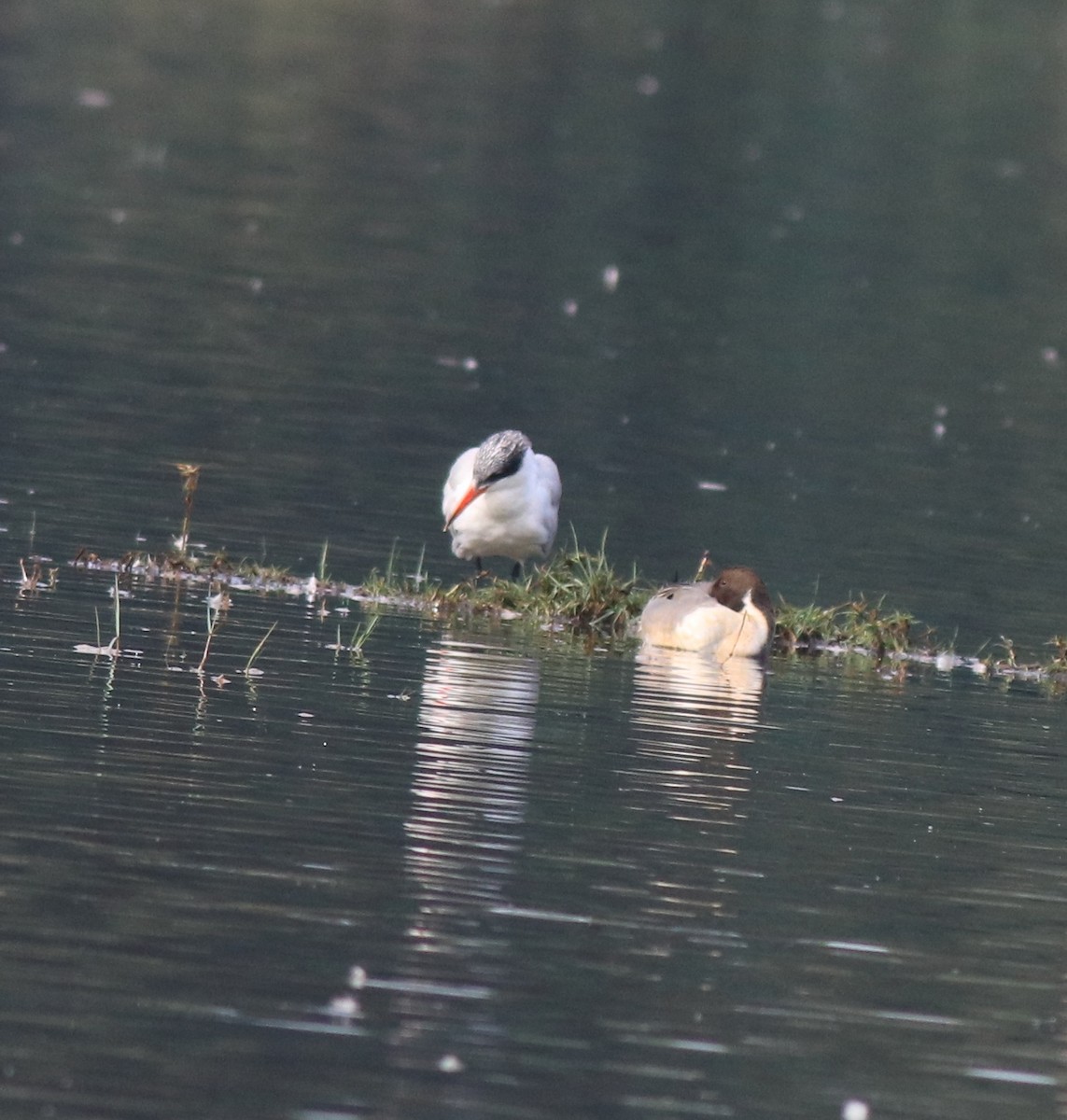 Caspian Tern - ML620096846