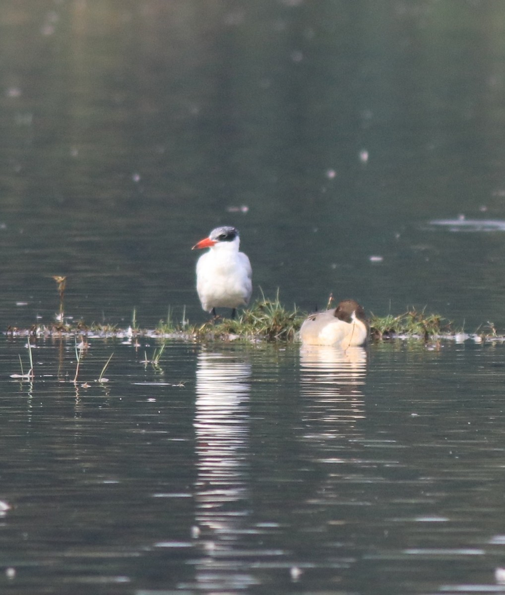 Caspian Tern - ML620096848