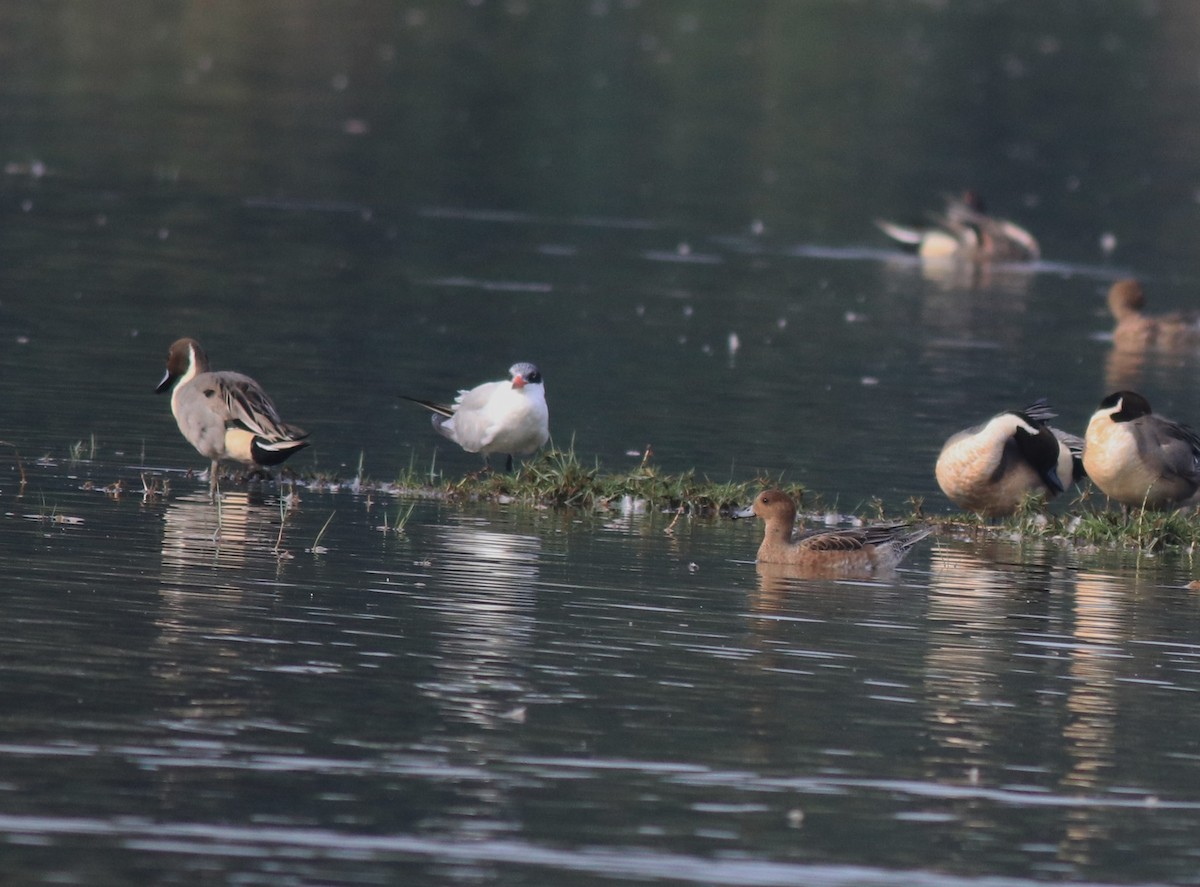 Caspian Tern - ML620096849