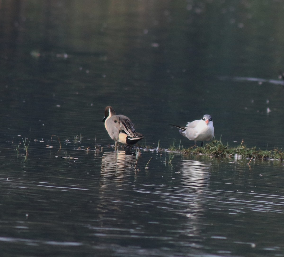 Caspian Tern - ML620096850